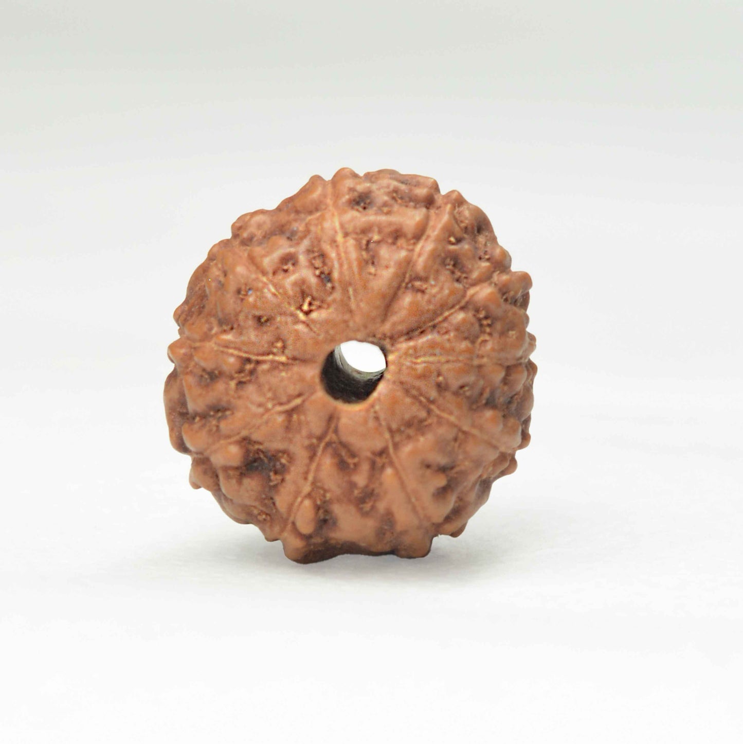 10 Mukhi Rudraksha (Indonesian)