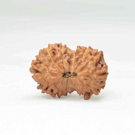 12 Mukhi Rudraksha (Indonesian)