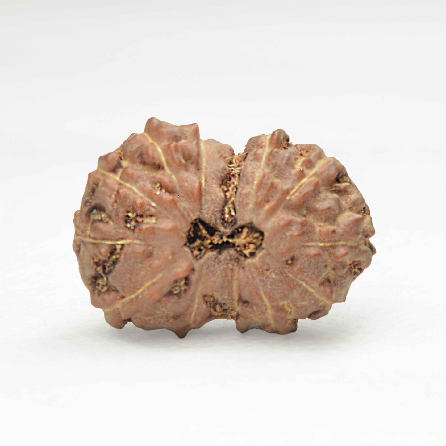 13 Mukhi Rudraksha Dana (Indonesian)