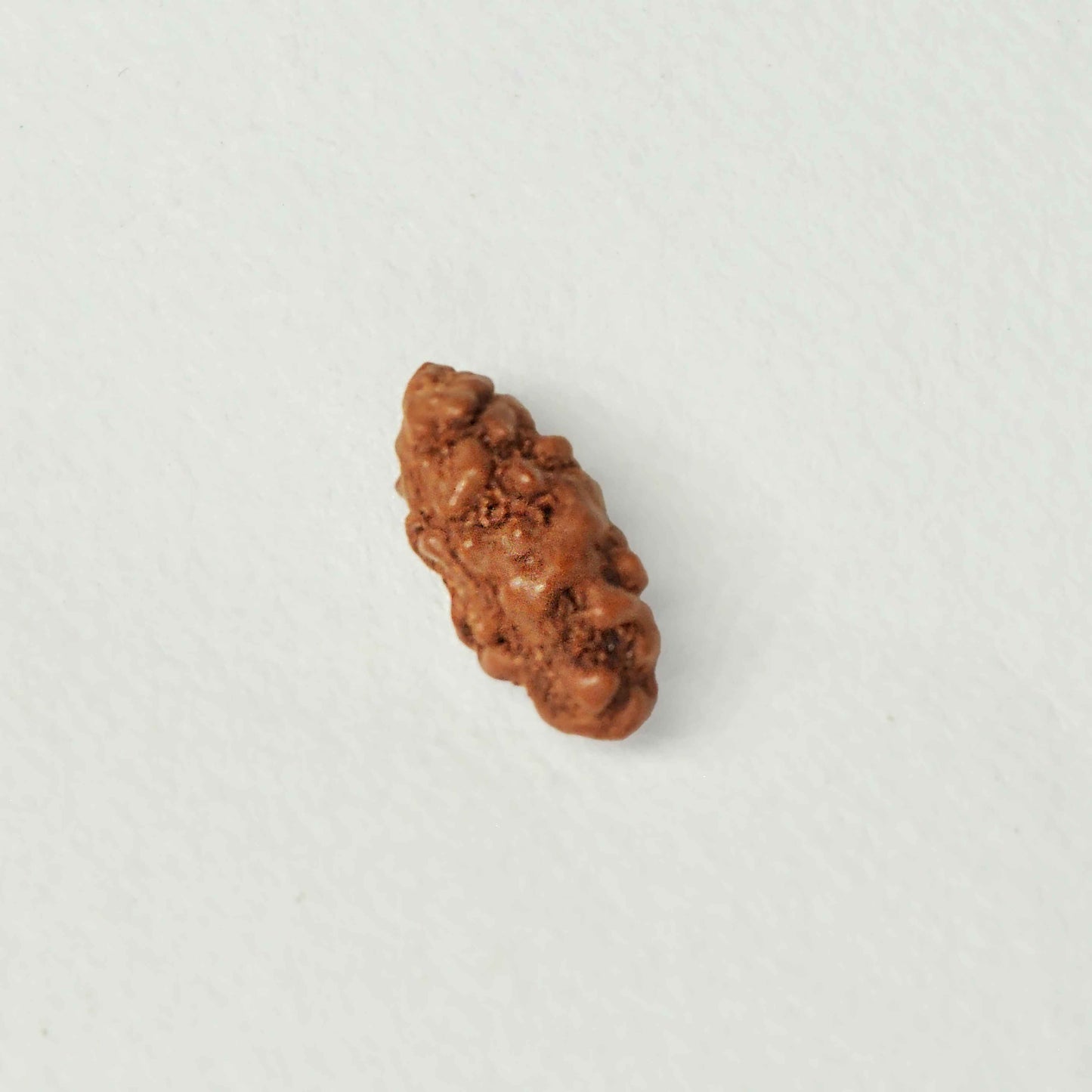 1 Mukhi Rudraksha (Indonesian)