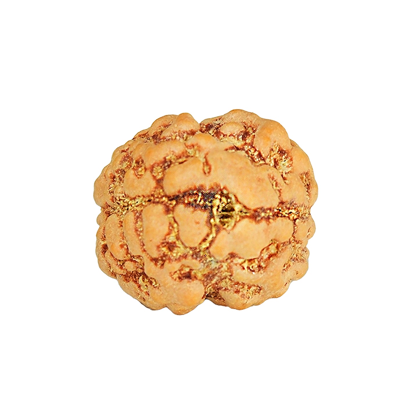 2 Mukhi Rudraksha Dana (Nepali)
