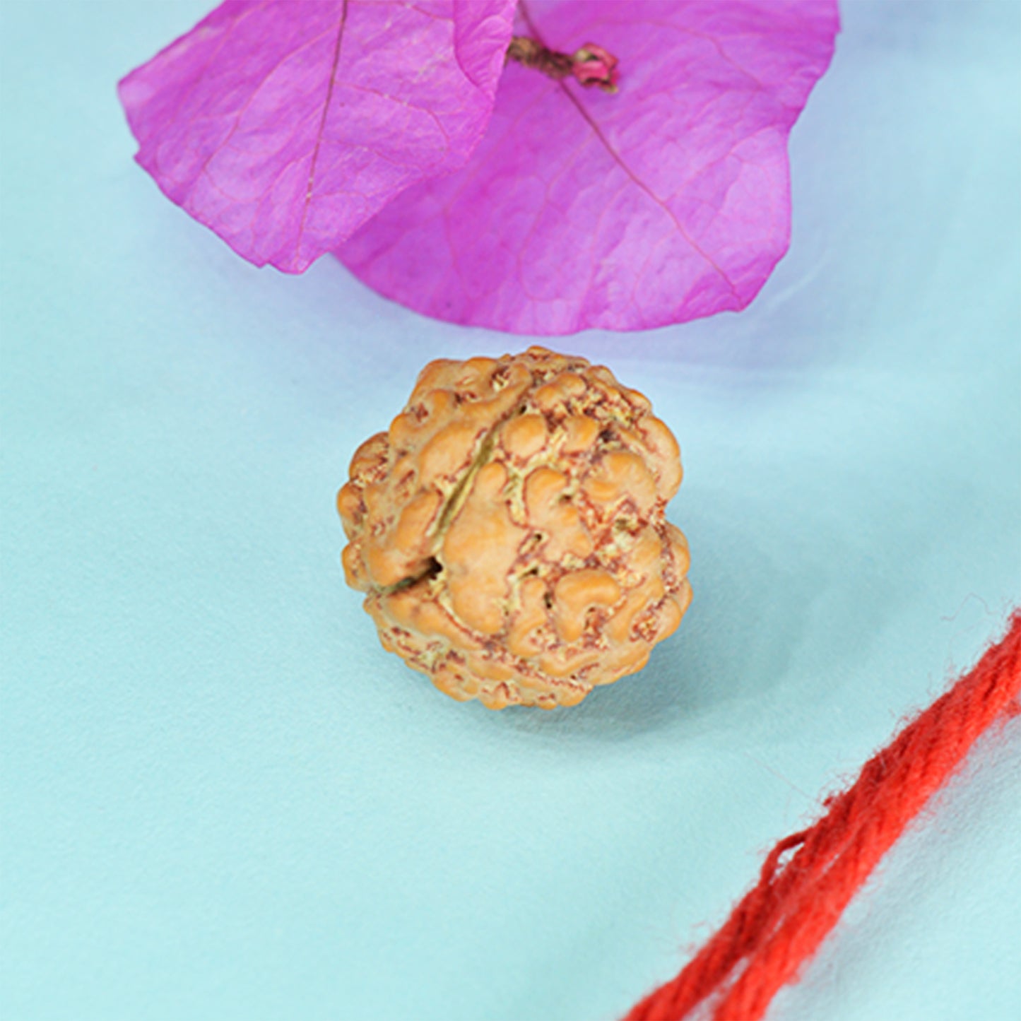 3 Mukhi Rudraksha Dana (Nepali)