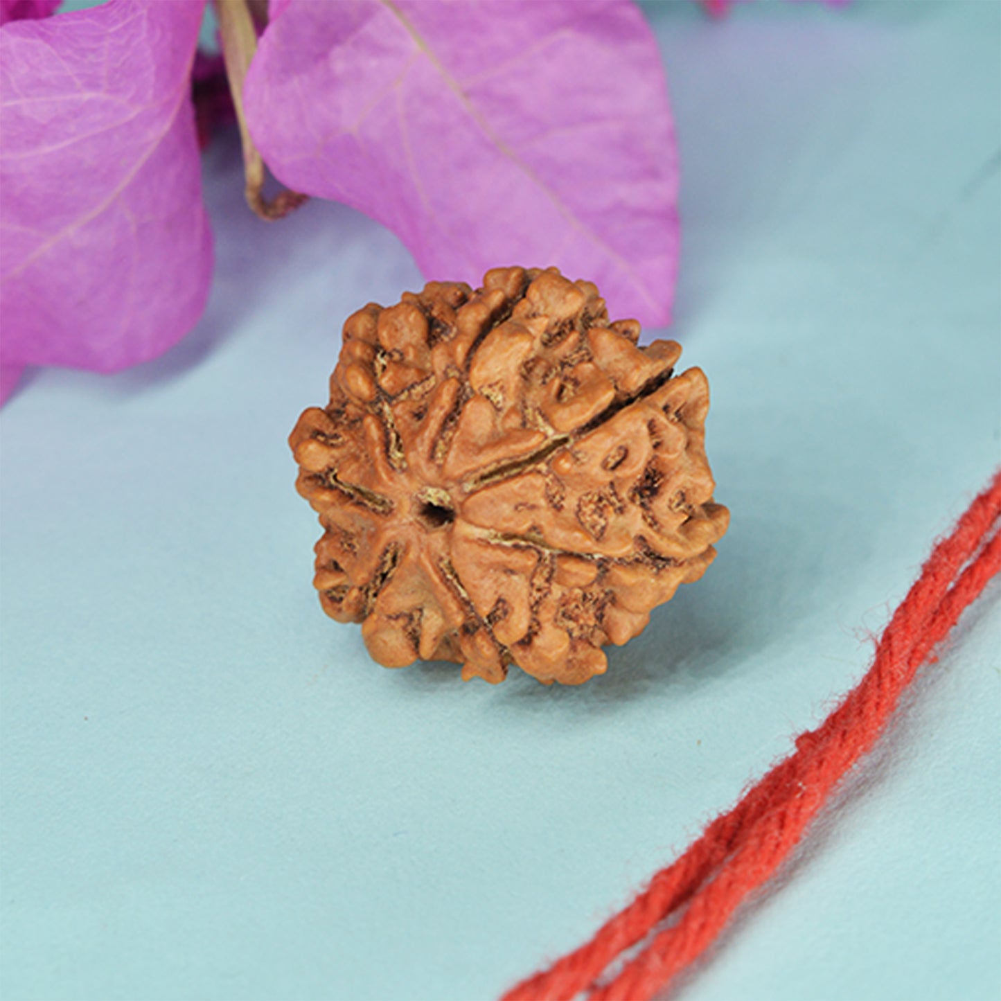 7 Mukhi Rudraksha Dana (Nepali)