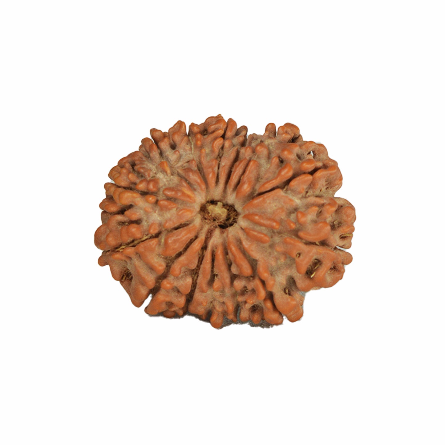14 Mukhi Rudraksha (Nepali)