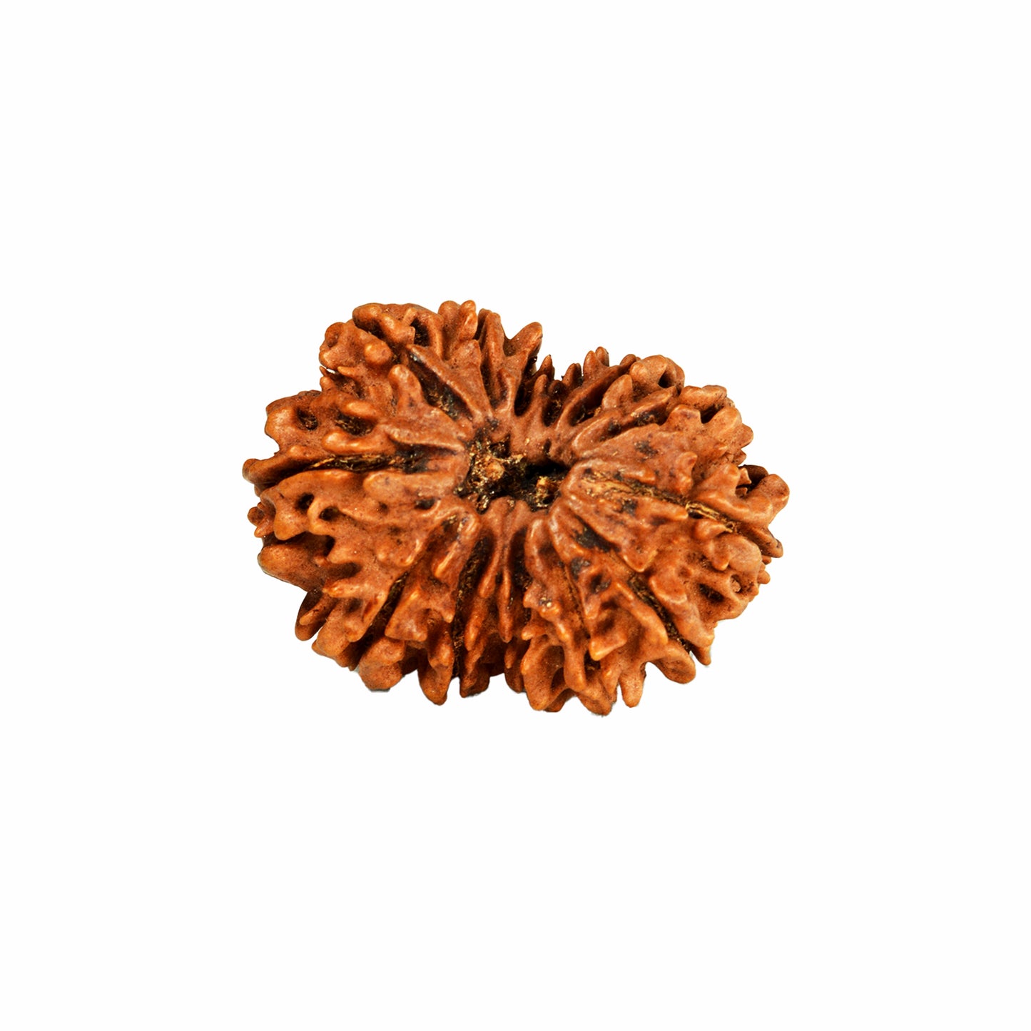 13 Mukhi Rudraksha Dana (Nepali)