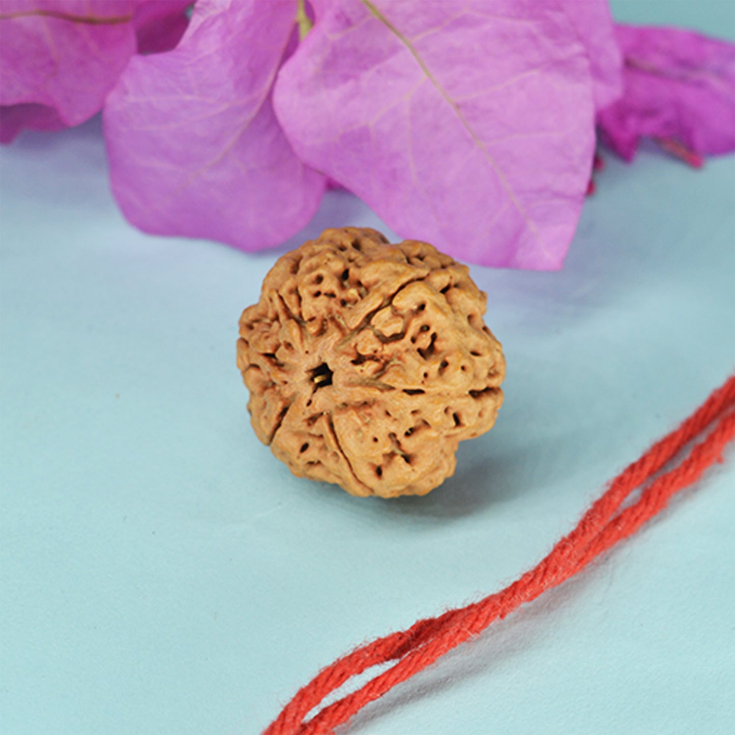 6 Mukhi Rudraksha Dana (Nepali)