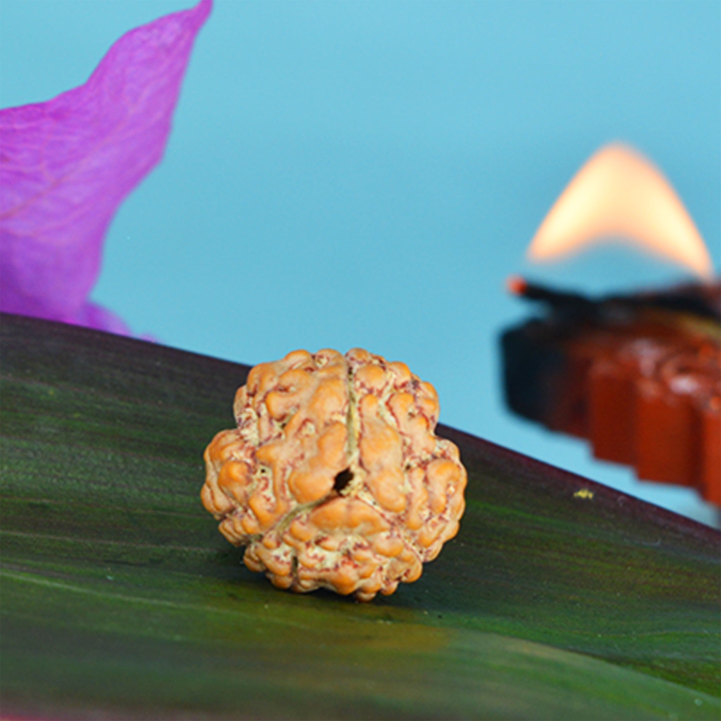 3 Mukhi Rudraksha Dana (Nepali)