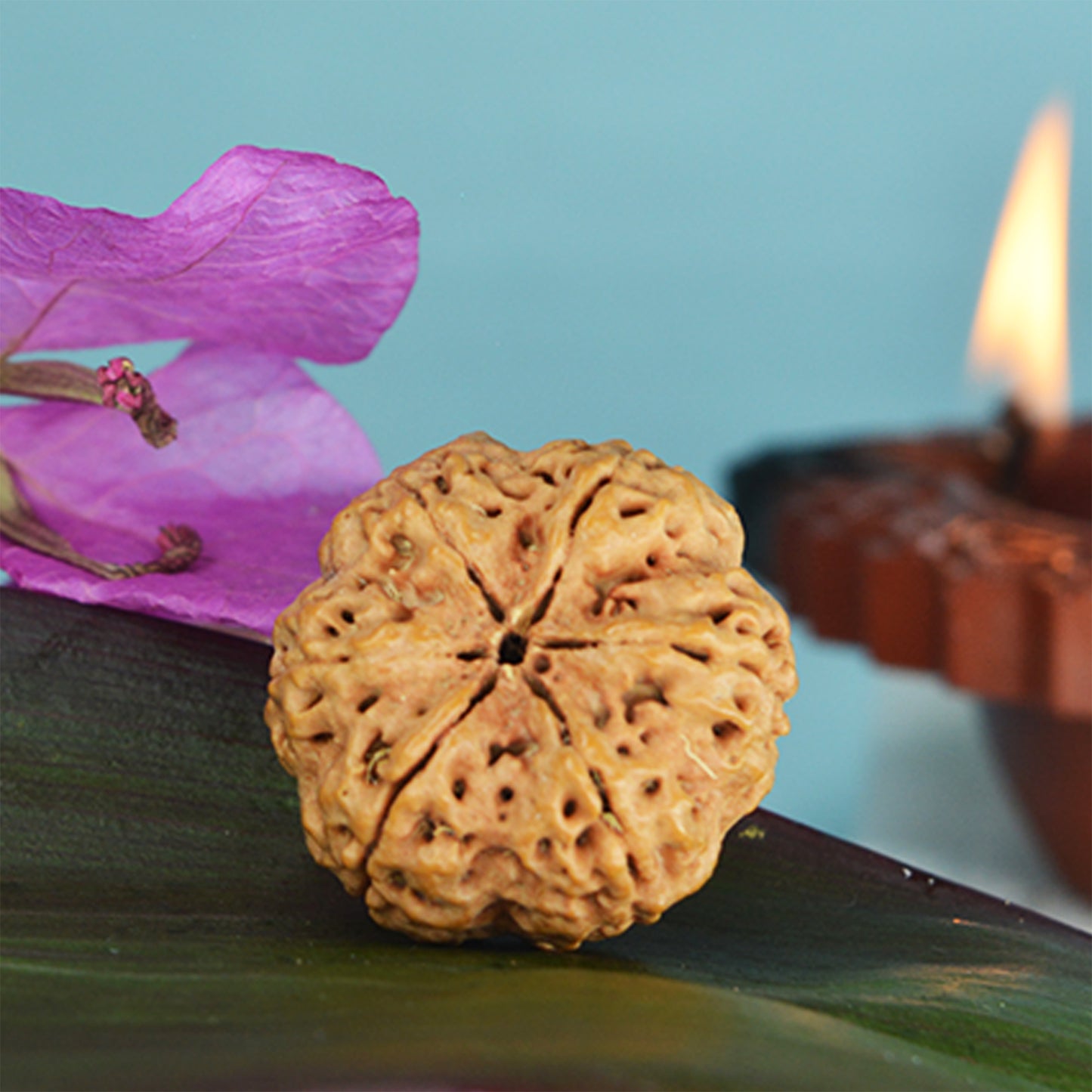 6 Mukhi Rudraksha Dana (Nepali)