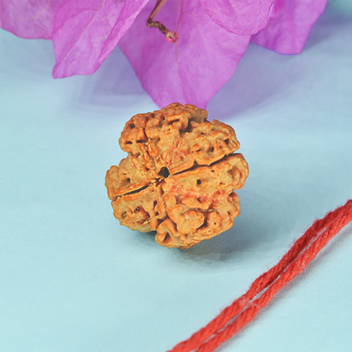 4 Mukhi Rudraksha Dana (Nepali)