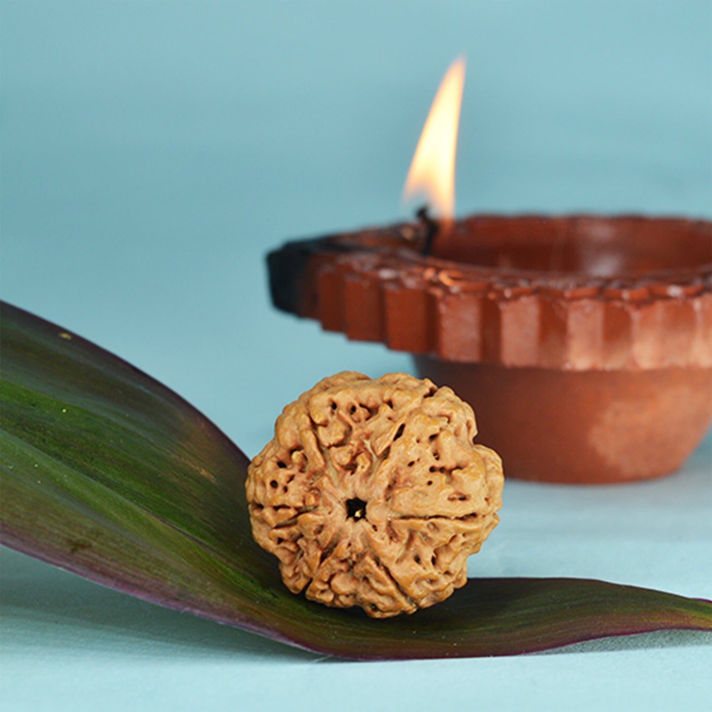 6 Mukhi Rudraksha Dana (Nepali)