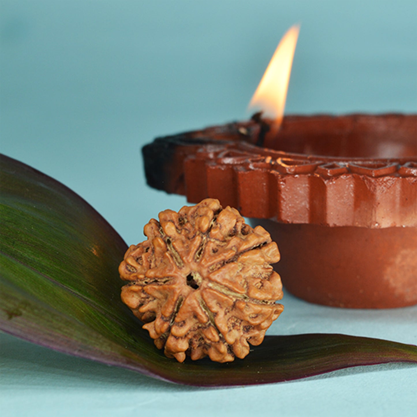7 Mukhi Rudraksha Dana (Nepali)