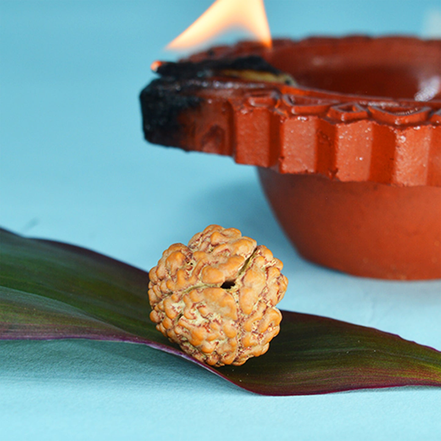 3 Mukhi Rudraksha Dana (Nepali)