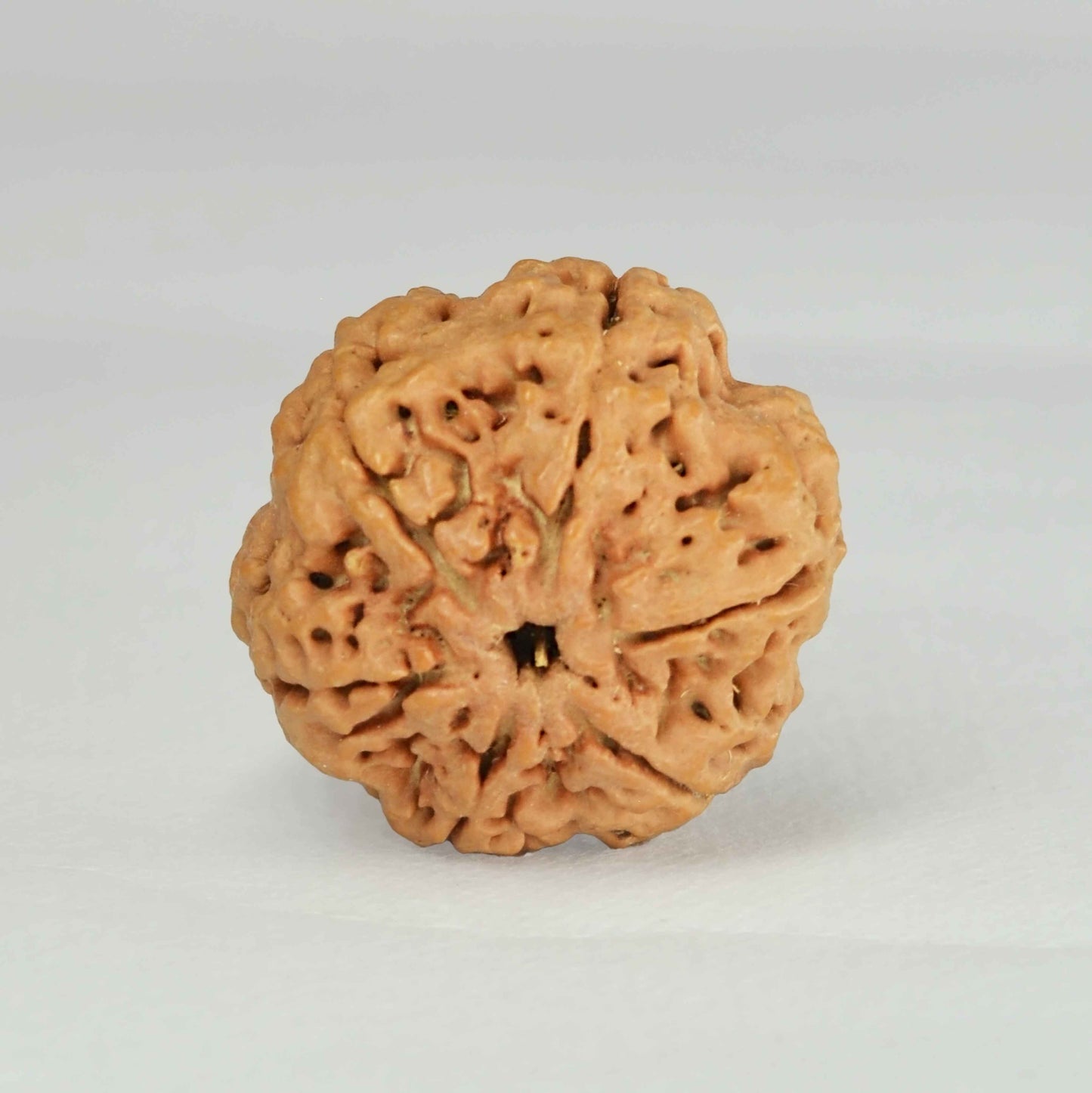6 Mukhi Rudraksha Dana (Nepali)
