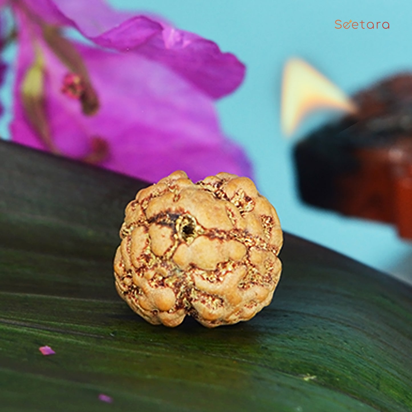 2 Mukhi Rudraksha Dana (Nepali)