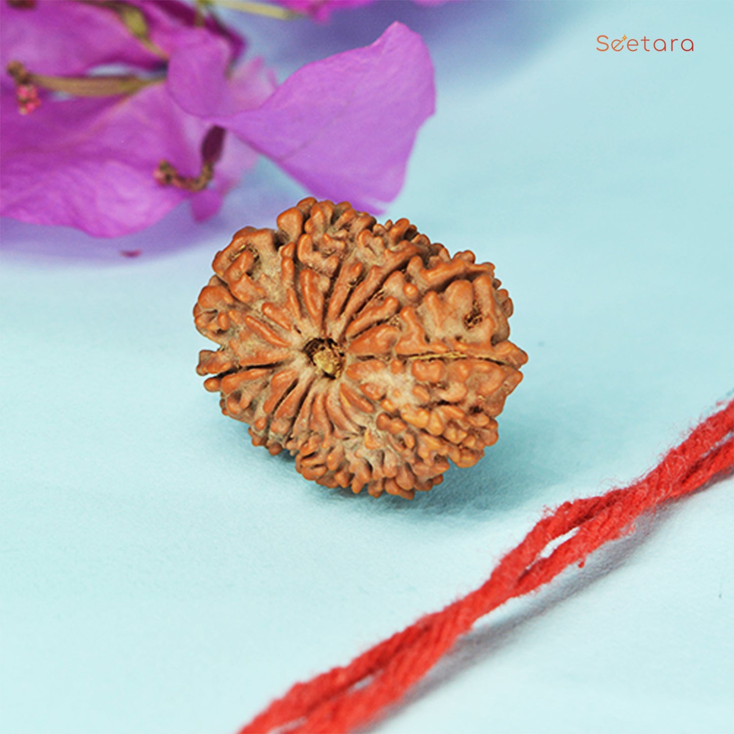 14 Mukhi Rudraksha (Nepali)