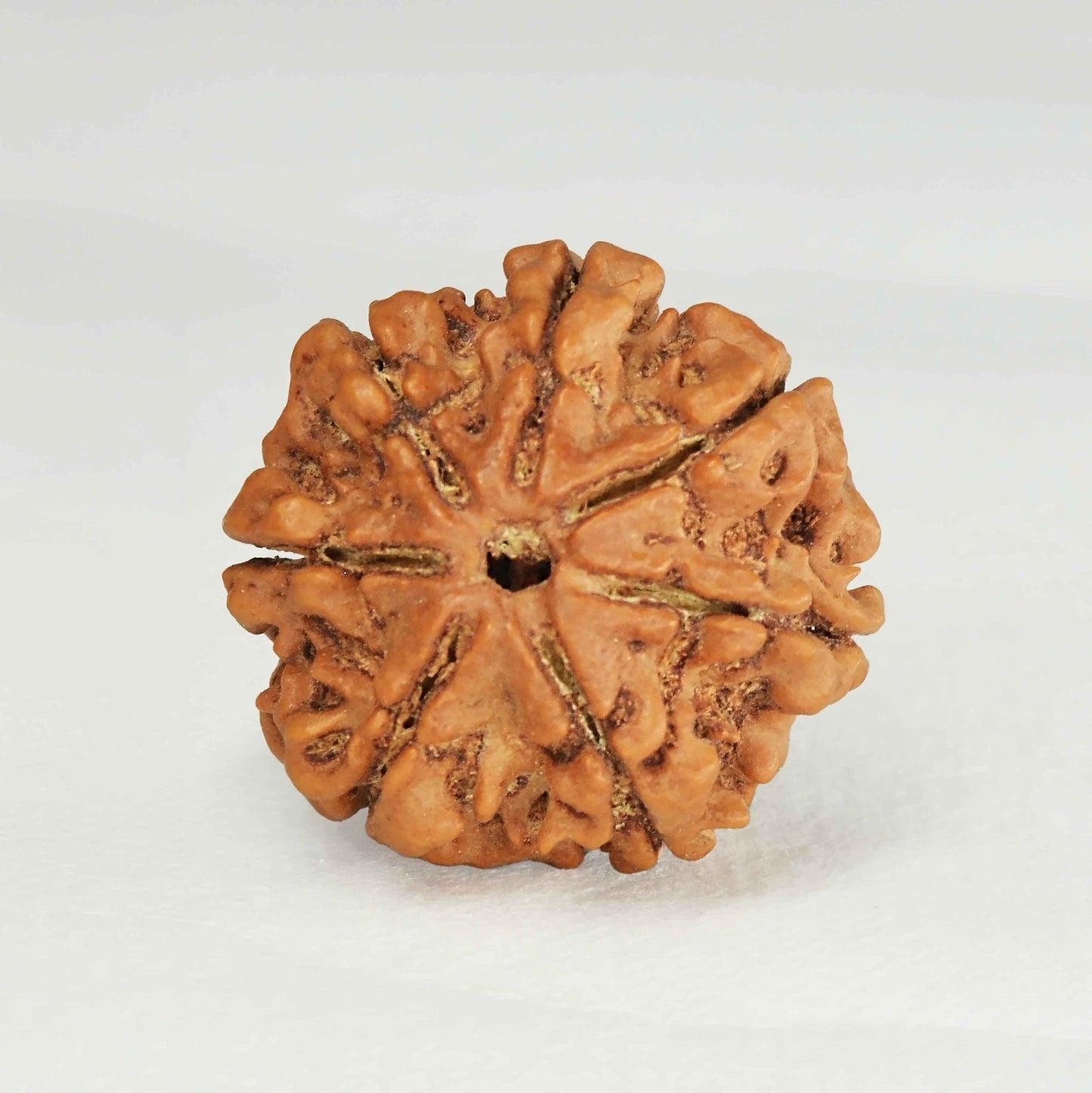 7 Mukhi Rudraksha Dana (Nepali)