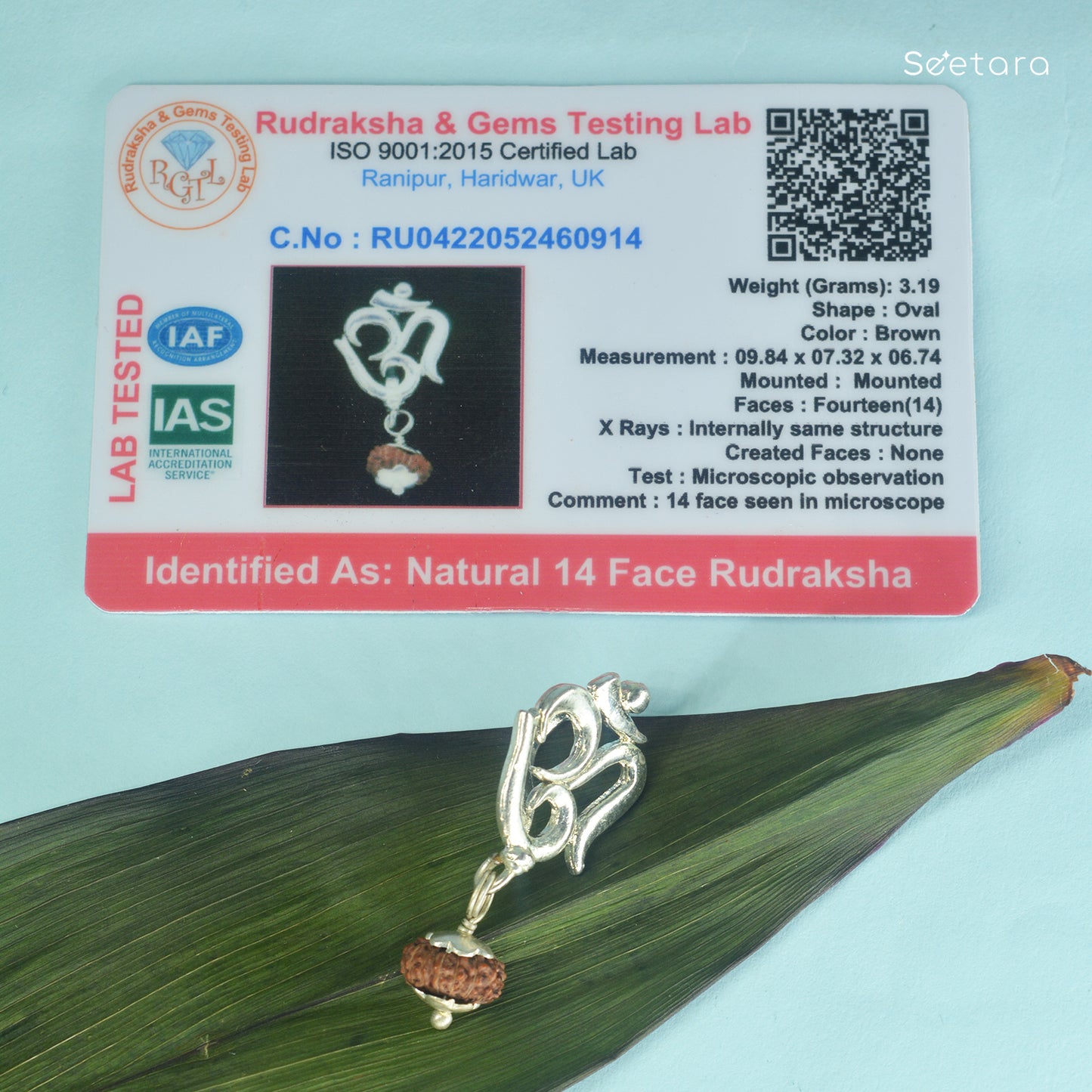14 Mukhi Rudraksha (Indonesian)