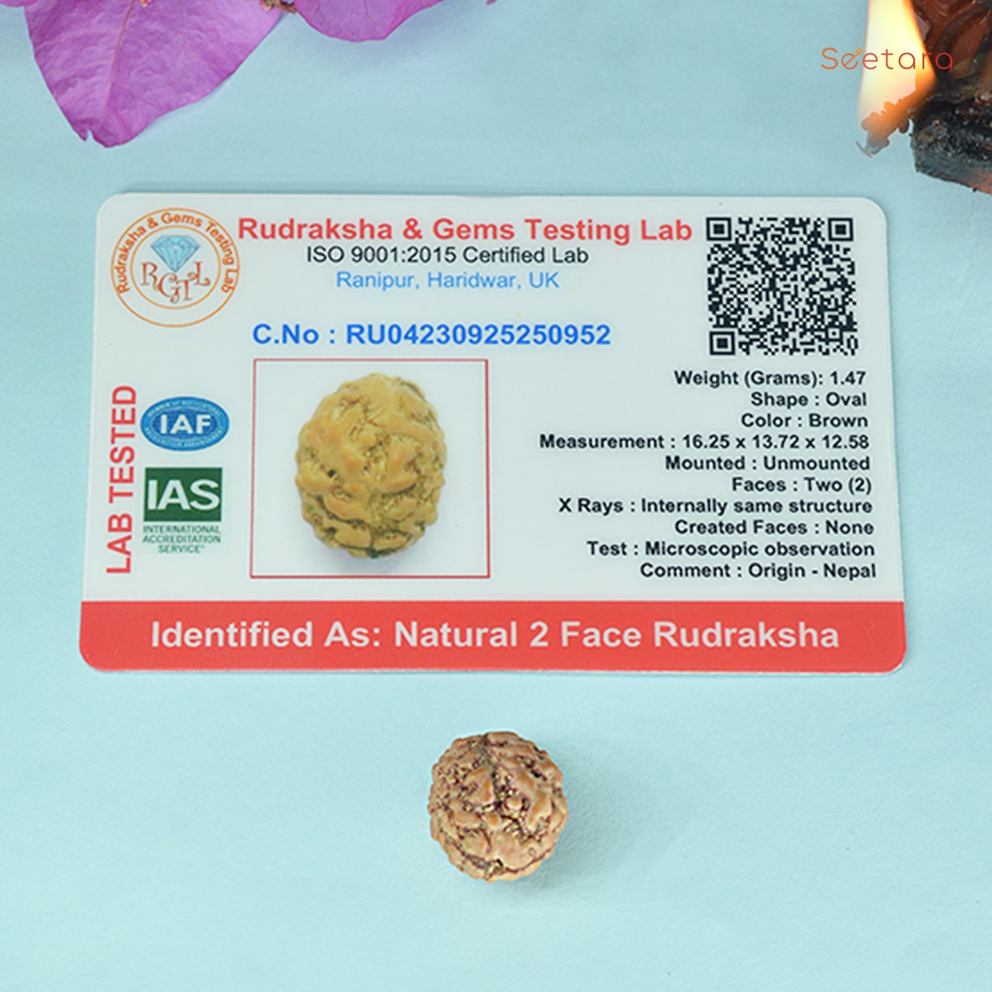 2 Mukhi Rudraksha Dana (Nepali)