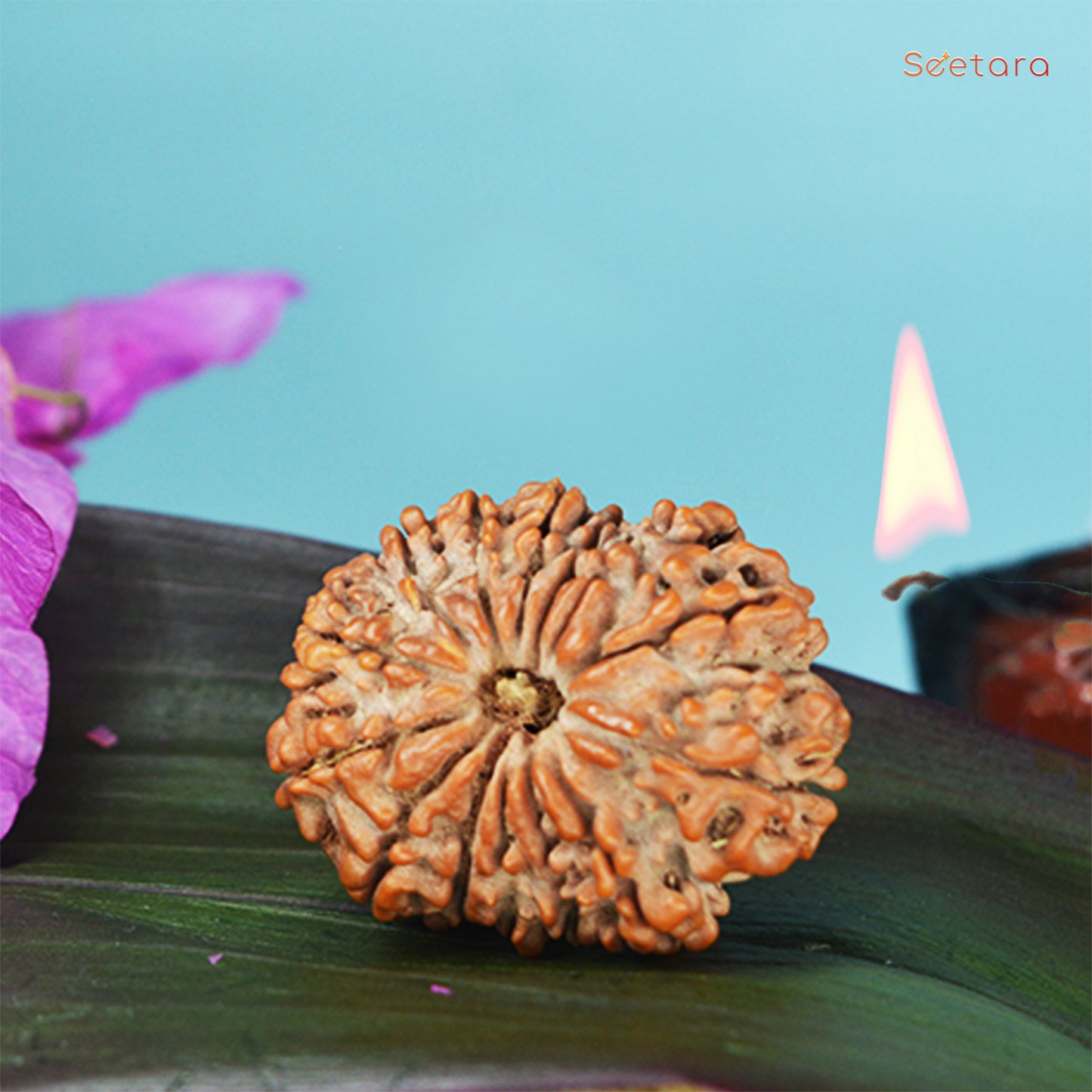 14 Mukhi Rudraksha (Nepali)