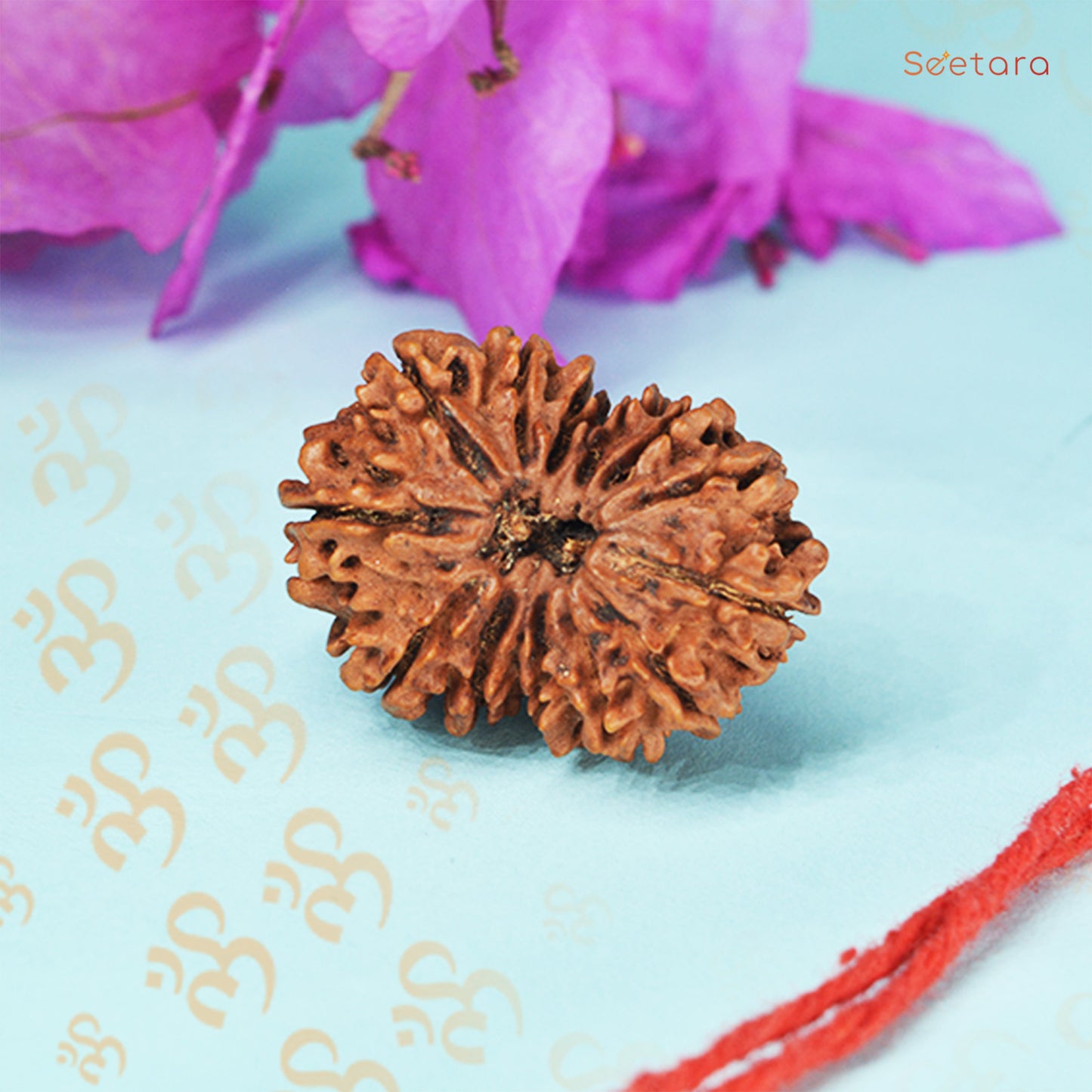 13 Mukhi Rudraksha Dana (Nepali)