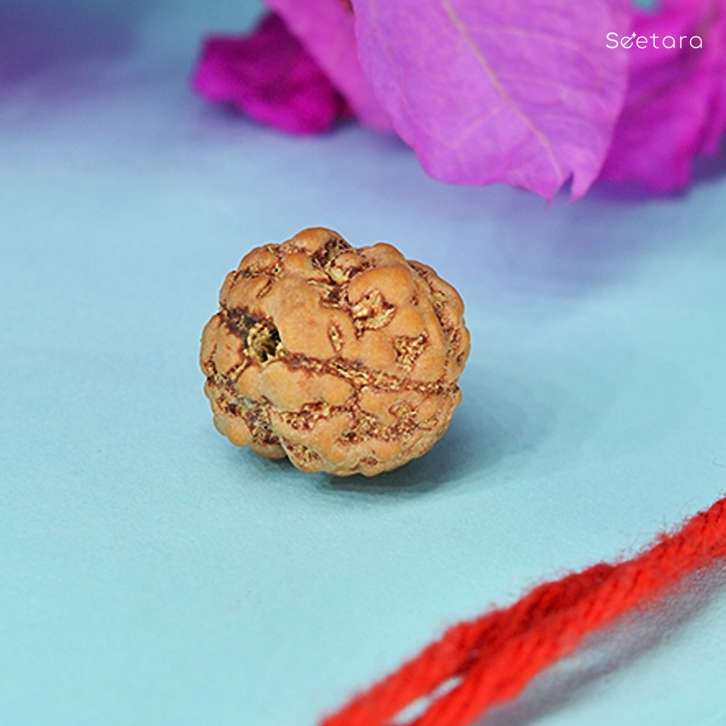 2 Mukhi Rudraksha Dana (Nepali)