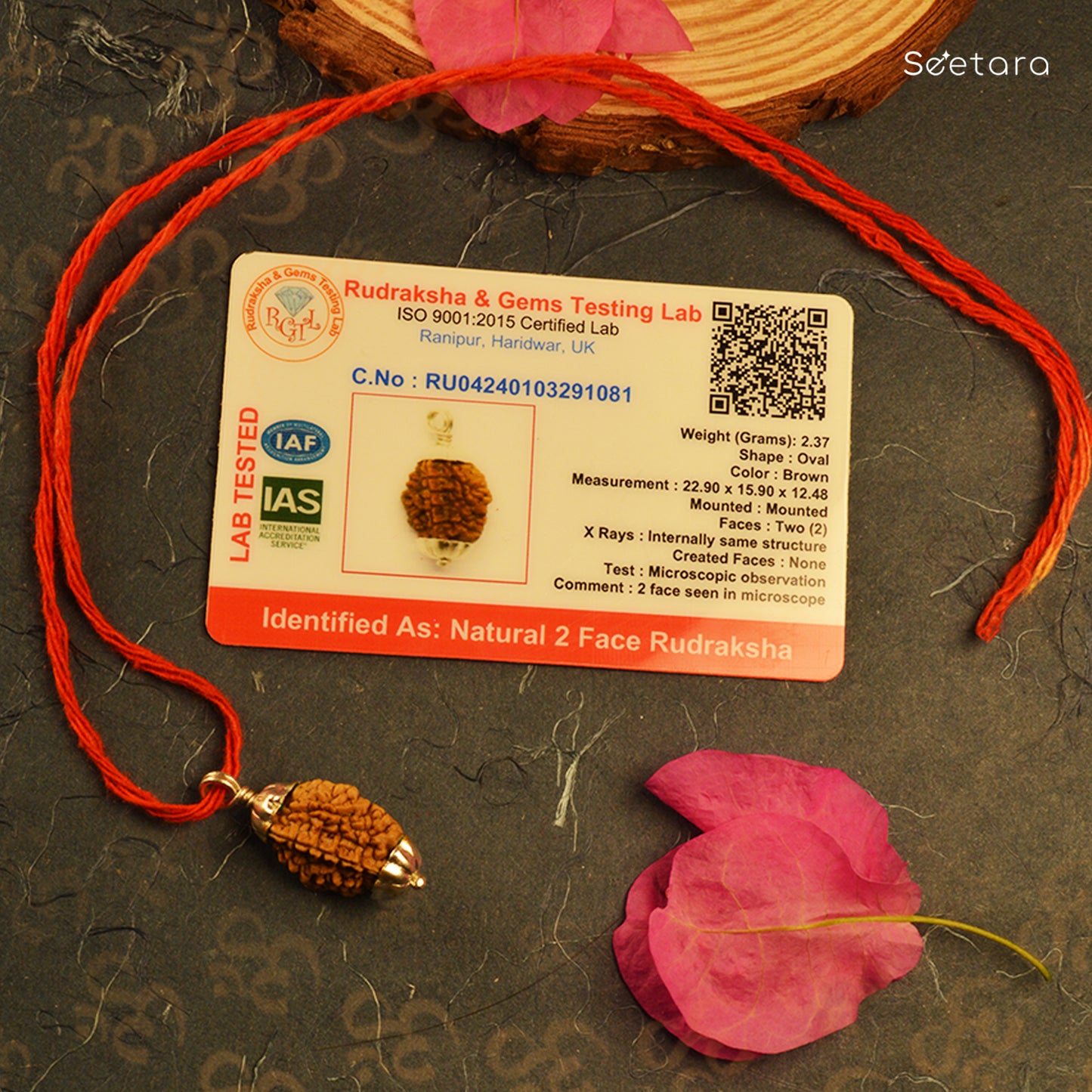 2 Mukhi Rudraksha Pendant (South Indian)