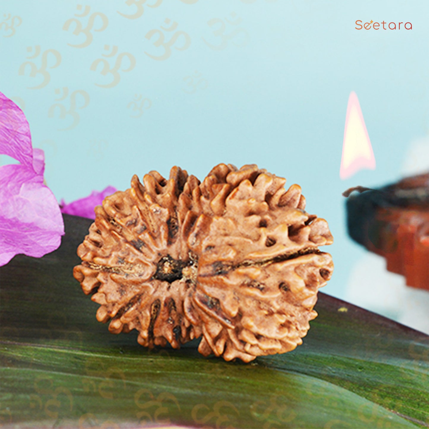 13 Mukhi Rudraksha Dana (Nepali)