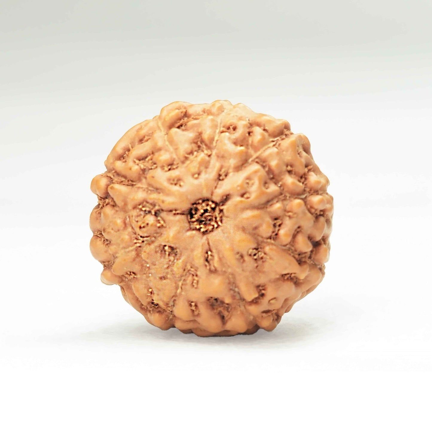 9 Mukhi Rudraksha (Indonesian)