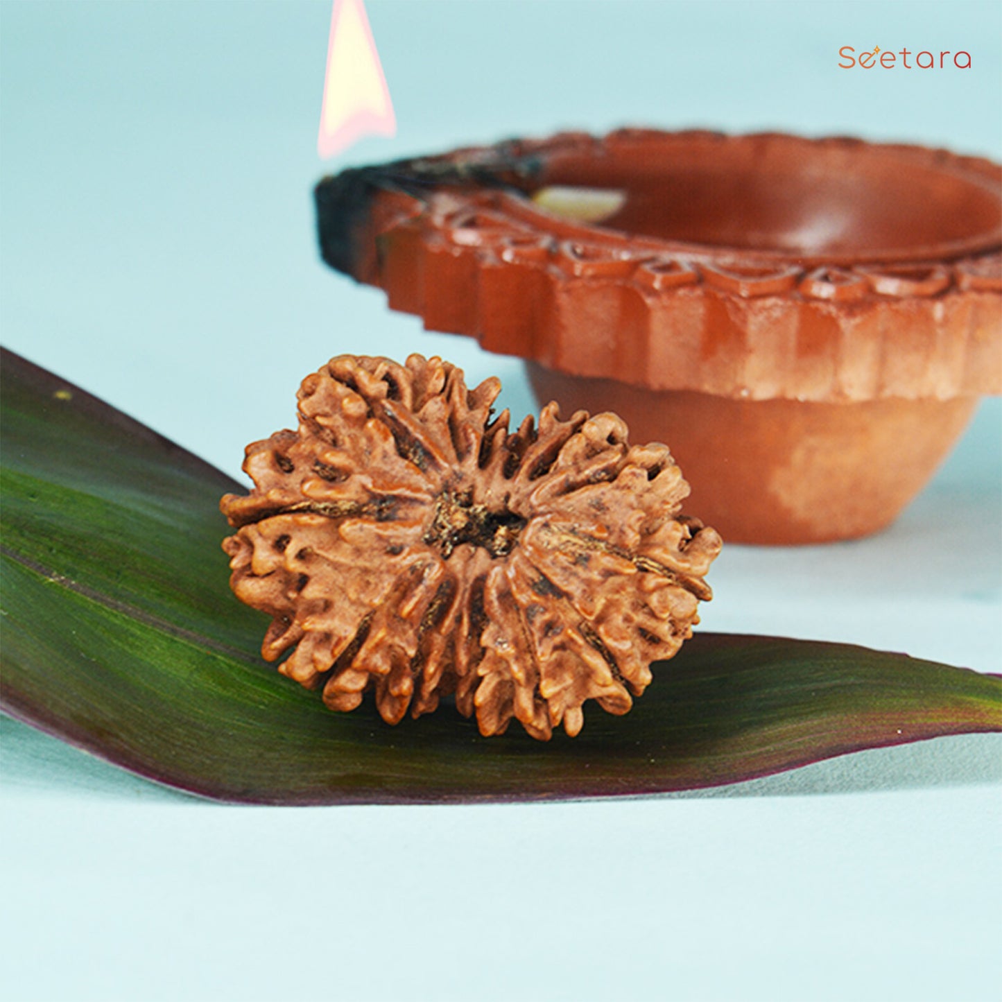 13 Mukhi Rudraksha Dana (Nepali)