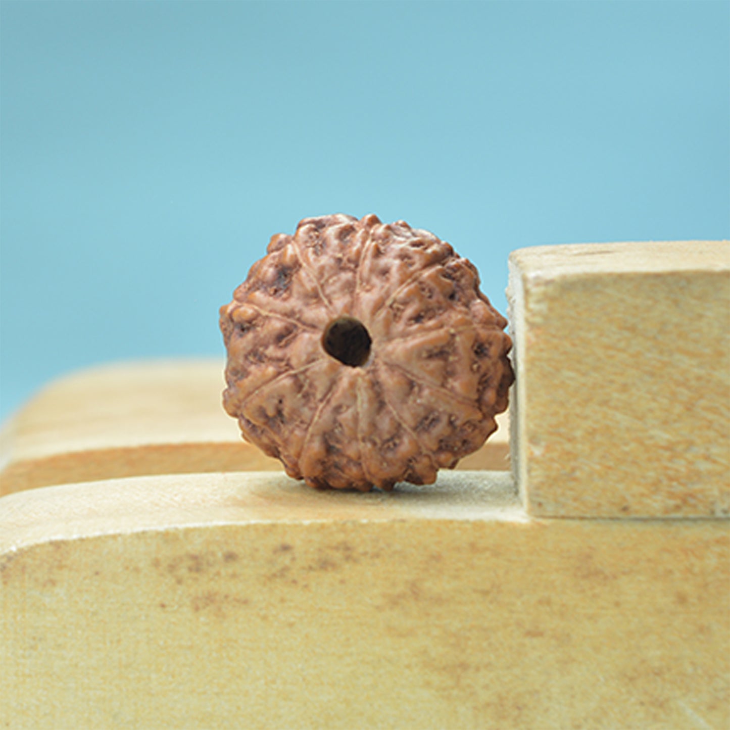 10 Mukhi Rudraksha (Indonesian)