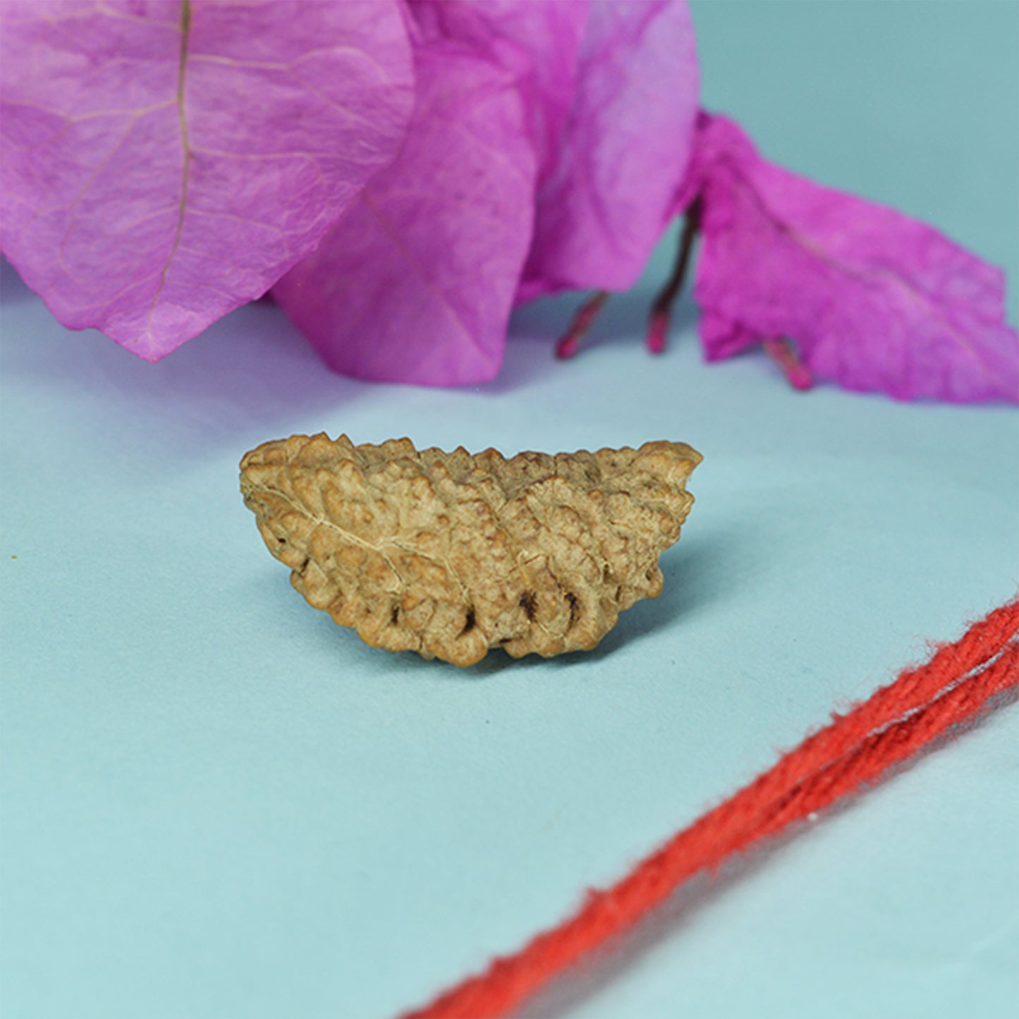 1 Mukhi Rudraksha (South Indian)