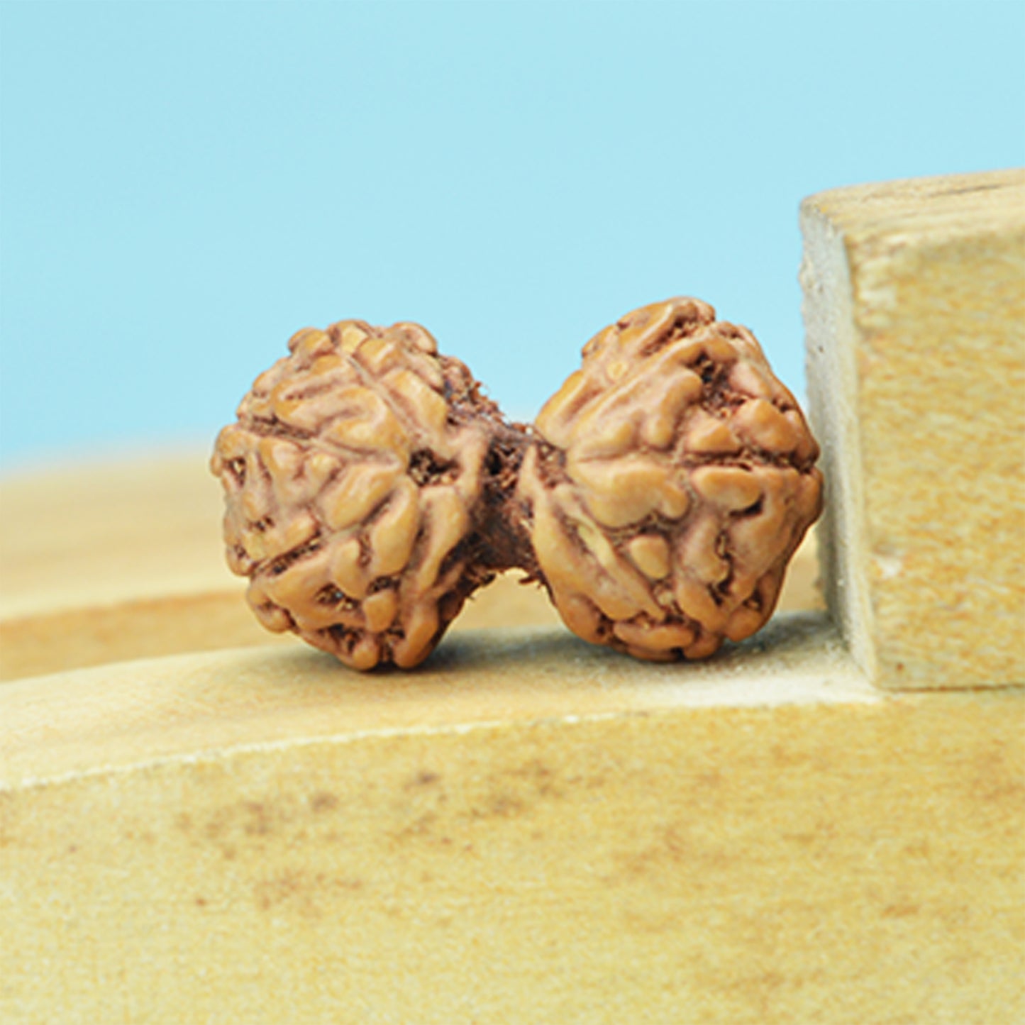 Gauri Shankar Rudraksha (Indonesian)
