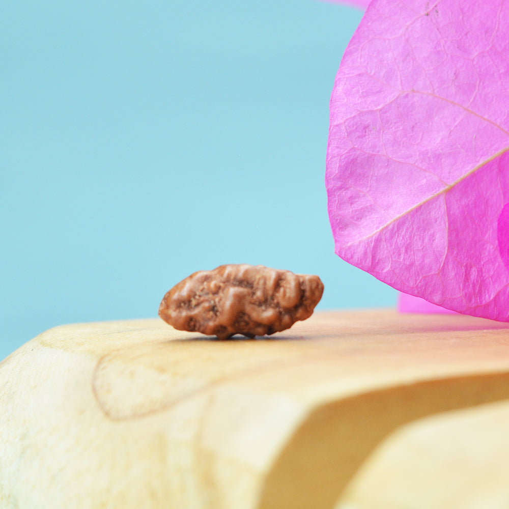 1 Mukhi Rudraksha (Indonesian)