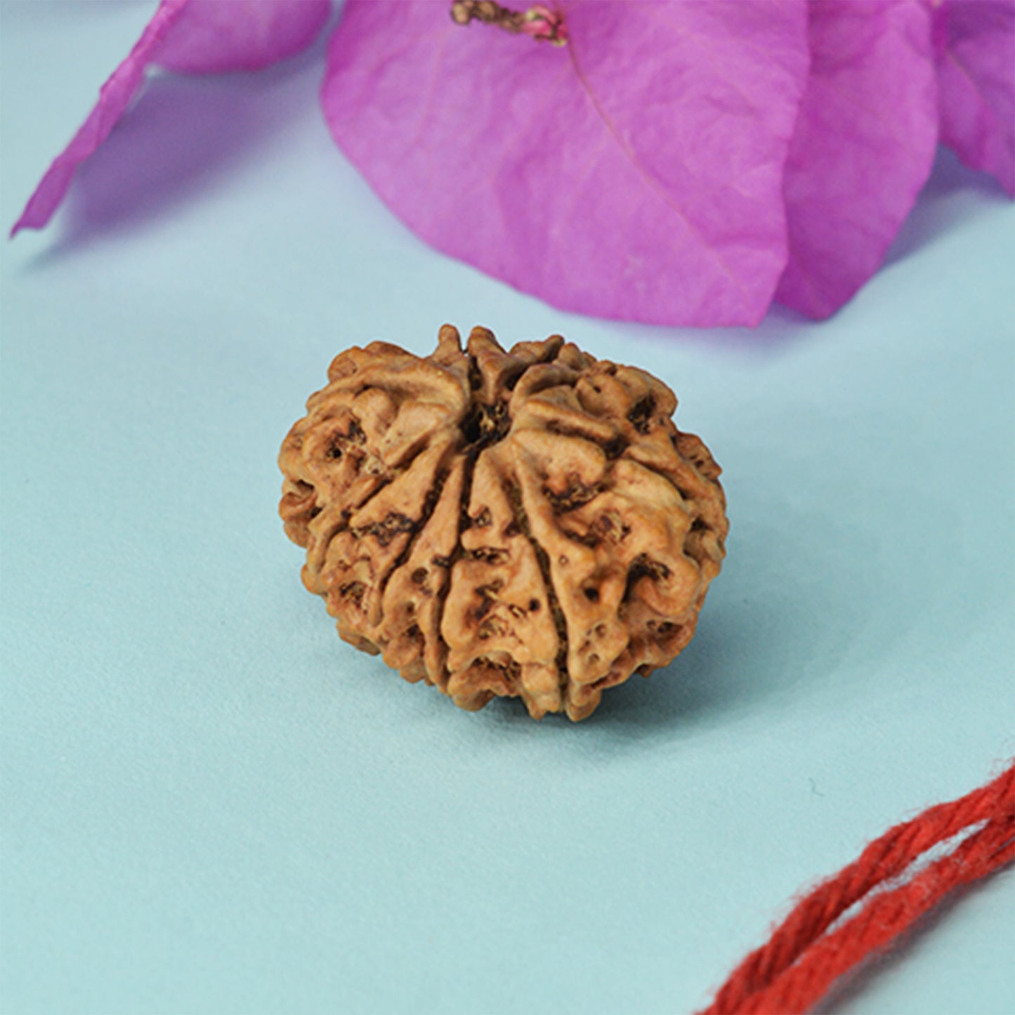 11 Mukhi Rudraksha Dana (Nepali)