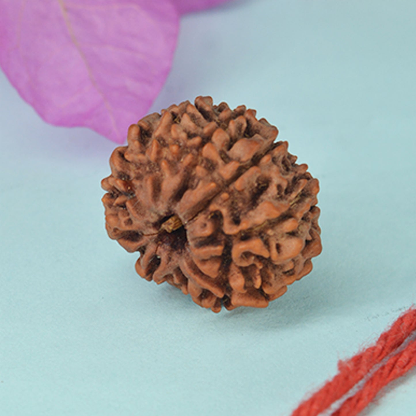 9 Mukhi Rudraksha Dana (Nepali)