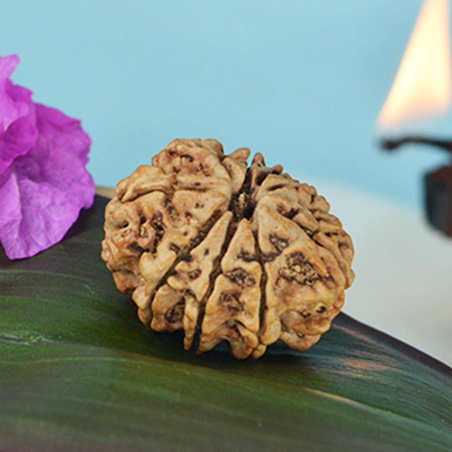 11 Mukhi Rudraksha Dana (Nepali)