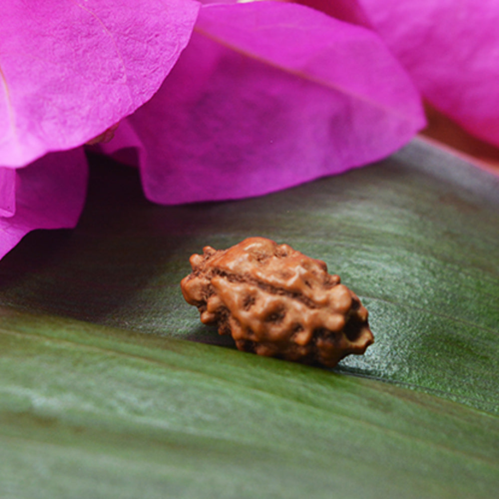 1 Mukhi Rudraksha (Indonesian)