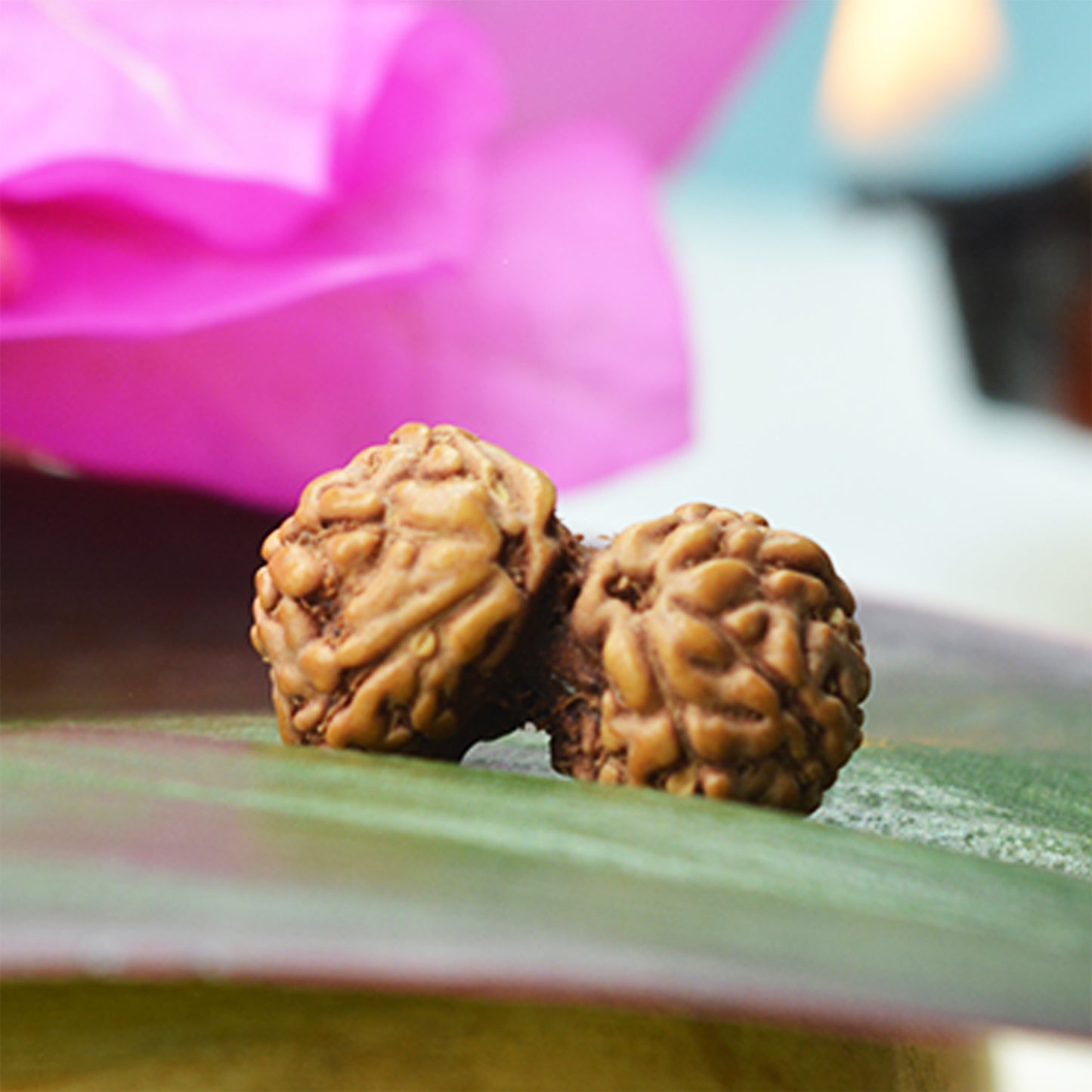 Gauri Shankar Rudraksha (Indonesian)
