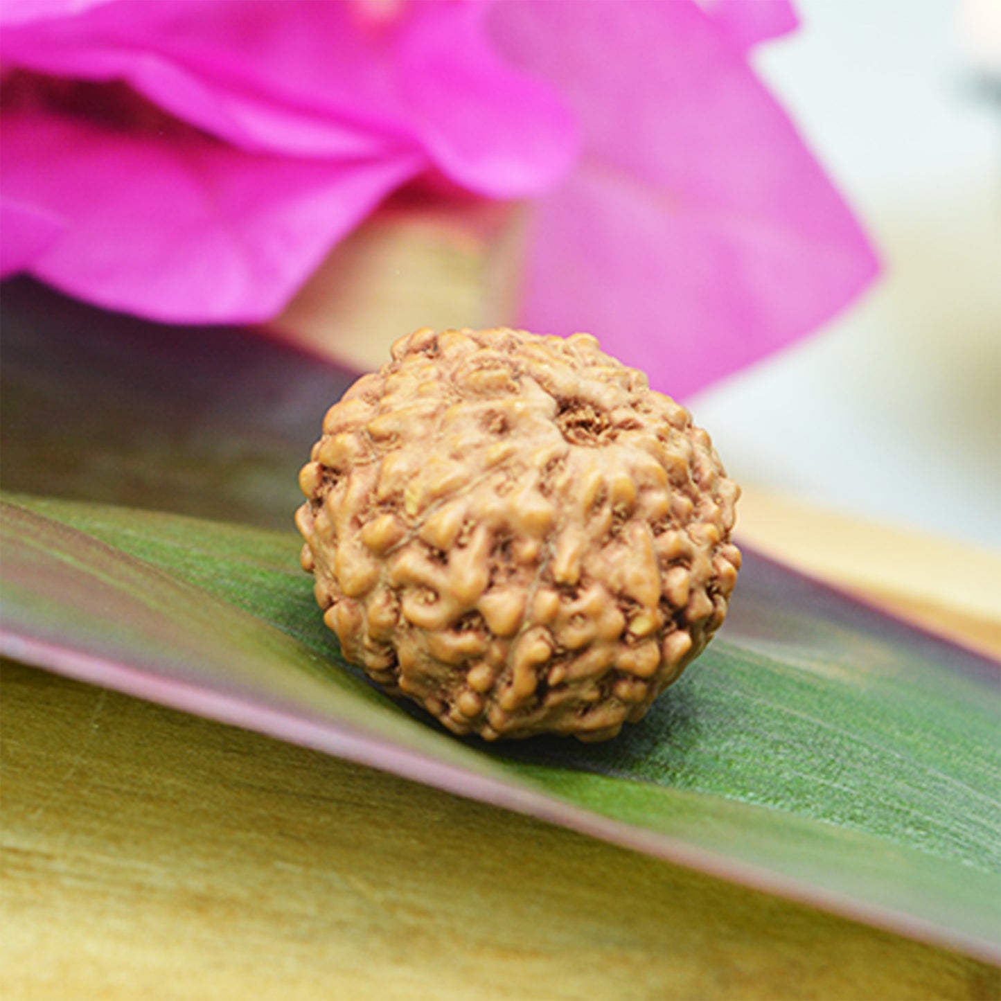 9 Mukhi Rudraksha (Indonesian)