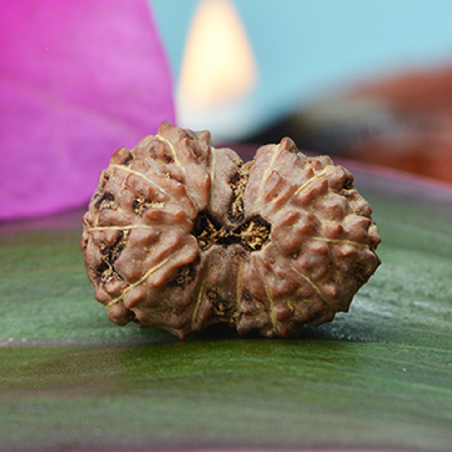13 Mukhi Rudraksha Dana (Indonesian)