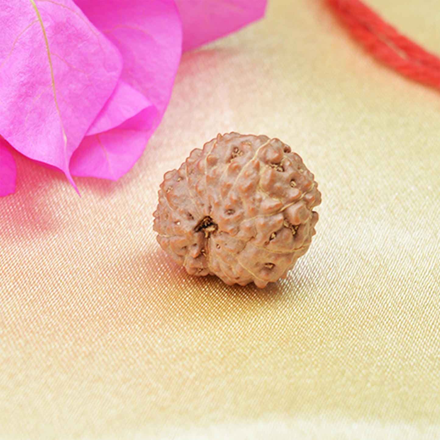 11 Mukhi Rudraksha (Indonesian)