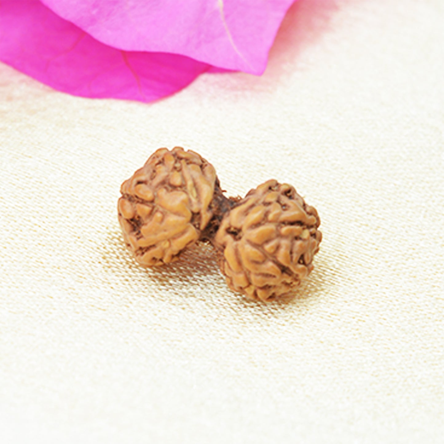 Gauri Shankar Rudraksha (Indonesian)