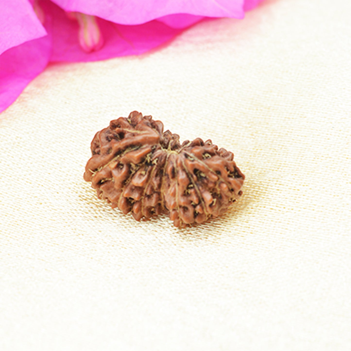 12 Mukhi Rudraksha (Indonesian)
