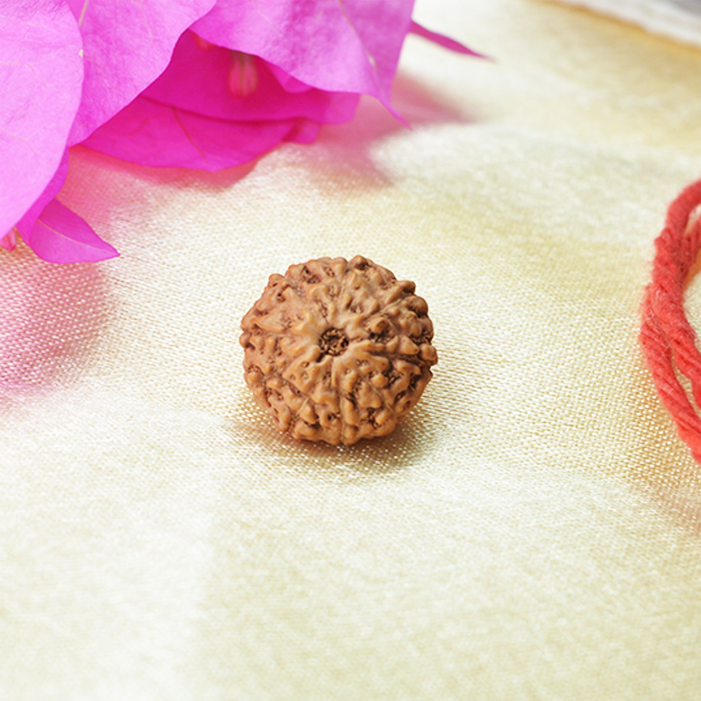 9 Mukhi Rudraksha (Indonesian)