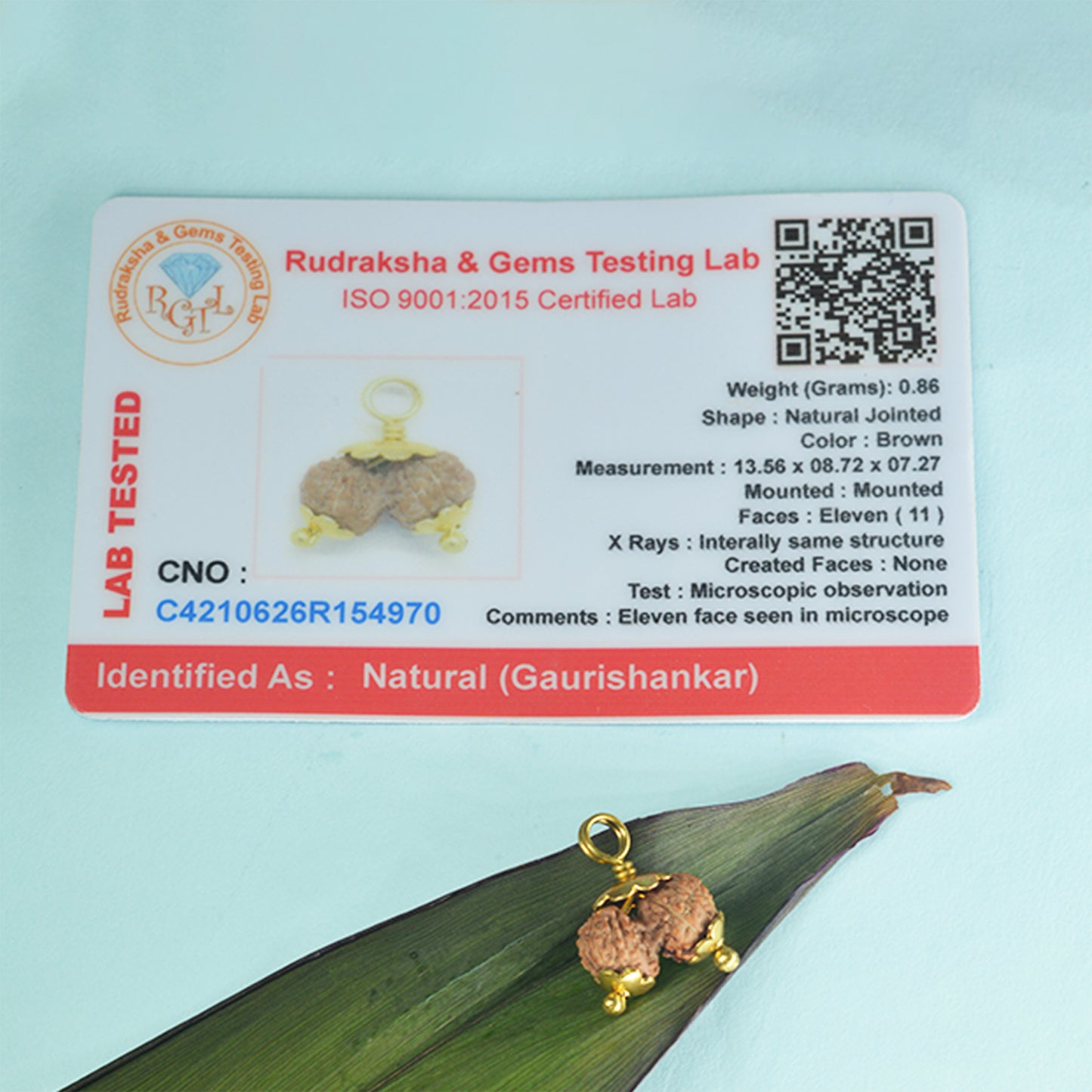 Gauri Shankar Rudraksha (Indonesian)