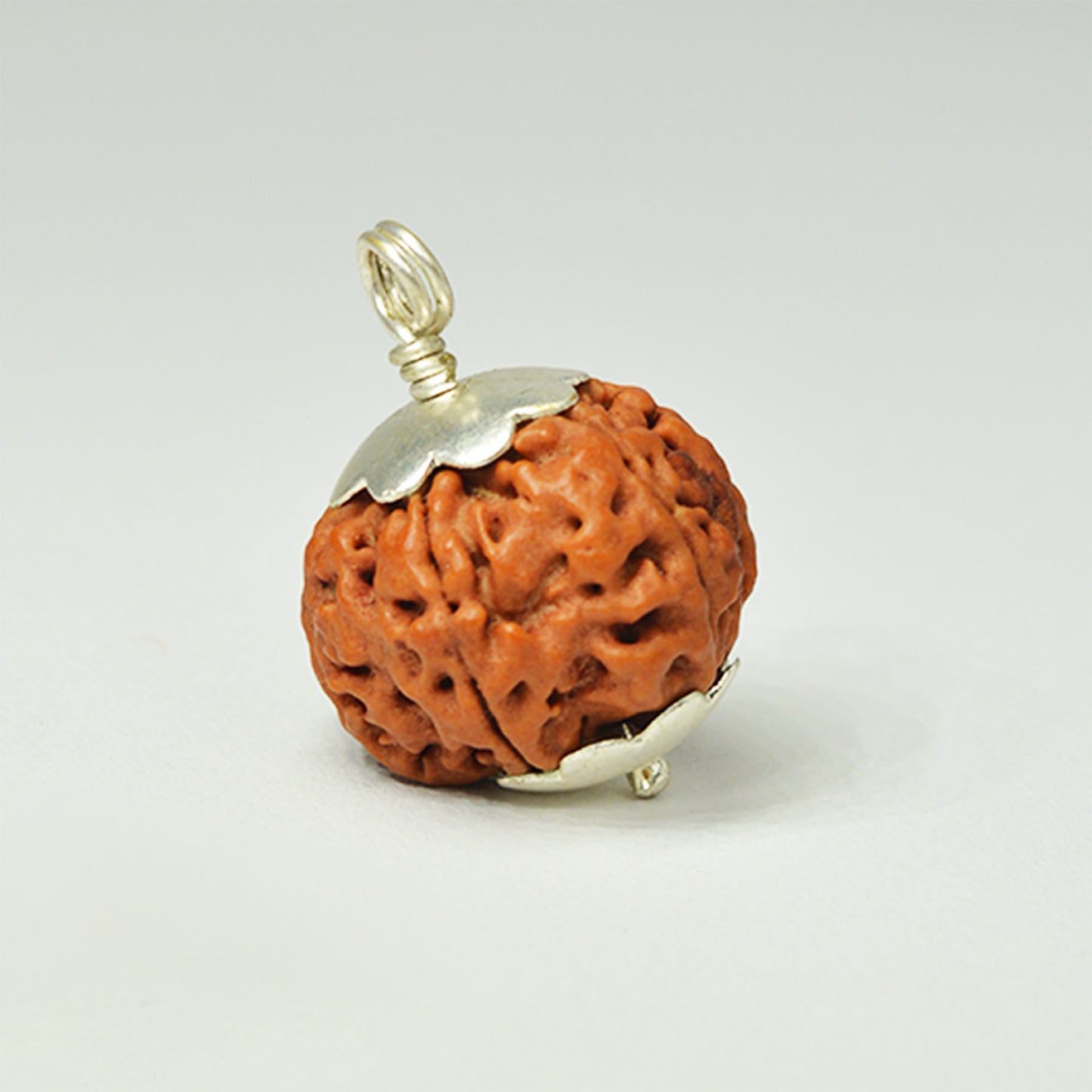 6 Mukhi Rudraksha Dana (Nepali)