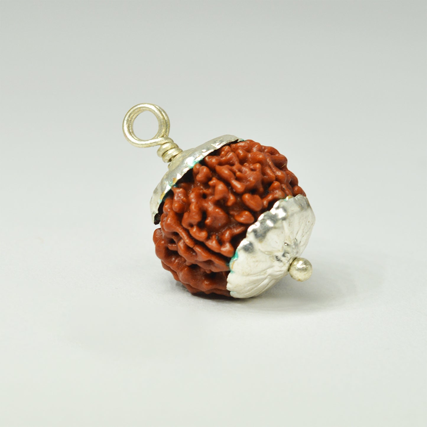 7 Mukhi Rudraksha Dana (Nepali)