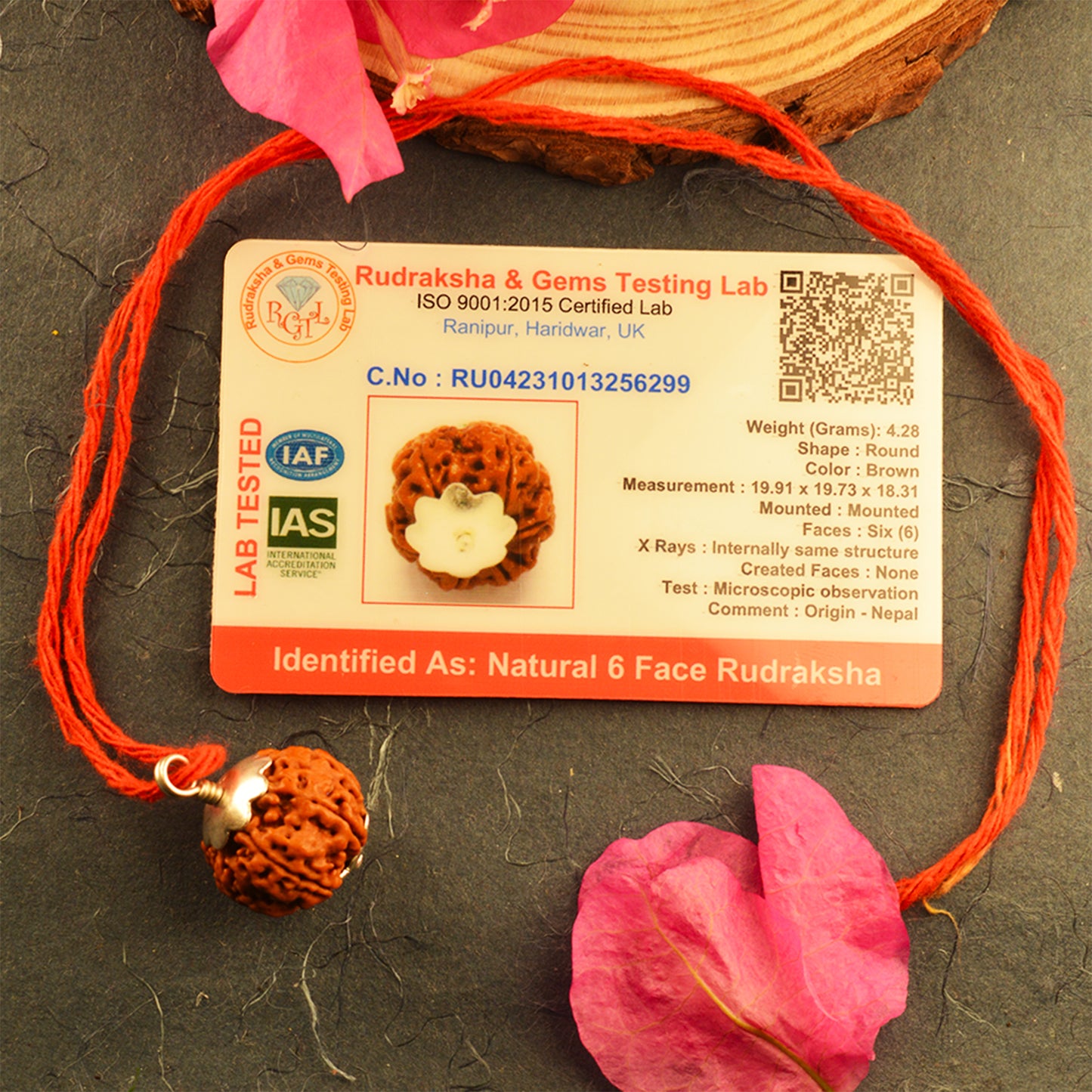 6 Mukhi Rudraksha Dana (Nepali)