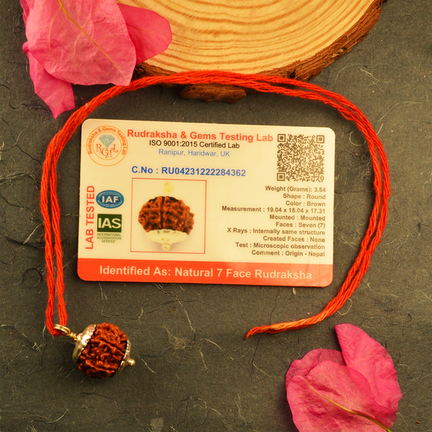 7 Mukhi Rudraksha Dana (Nepali)
