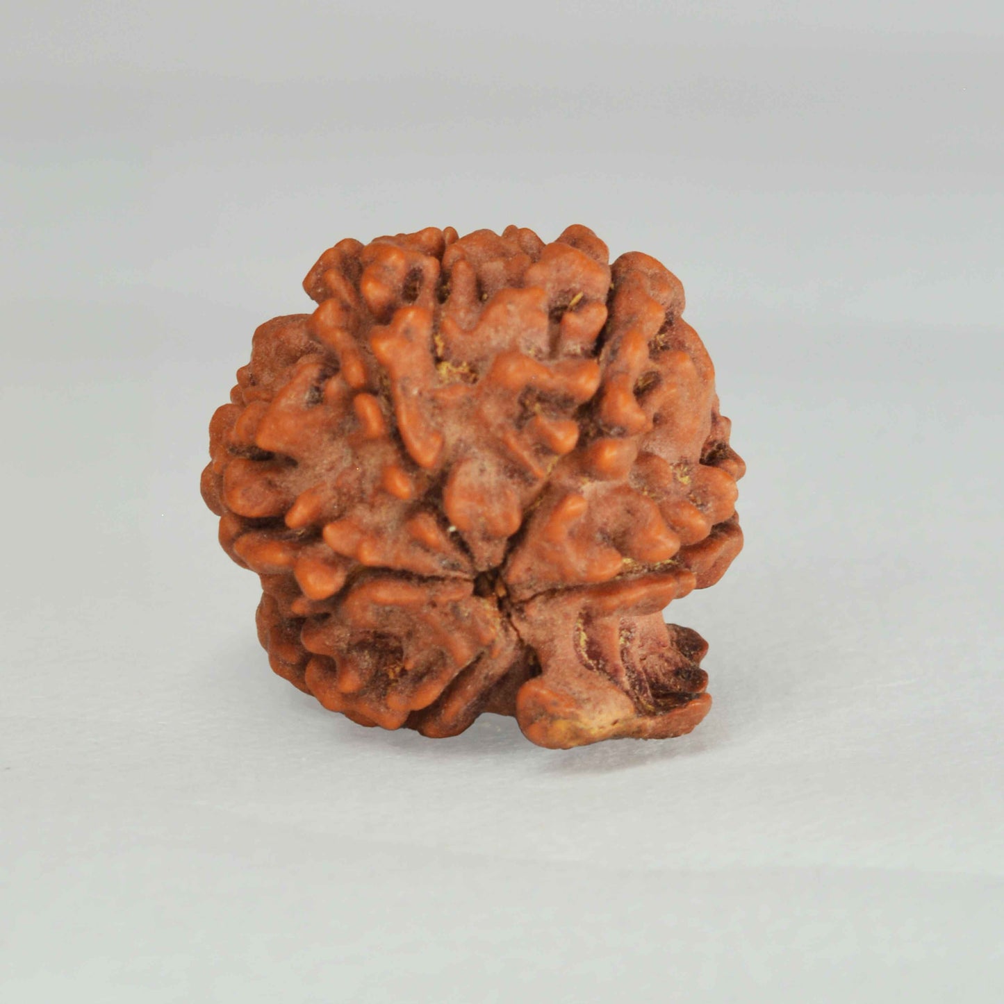 Ganesh Rudraksha (Nepali)